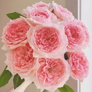 Princess Hitomi Rose