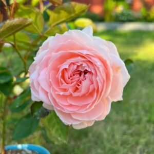 Princess Hitomi Rose