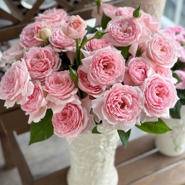 Princess Hitomi Rose