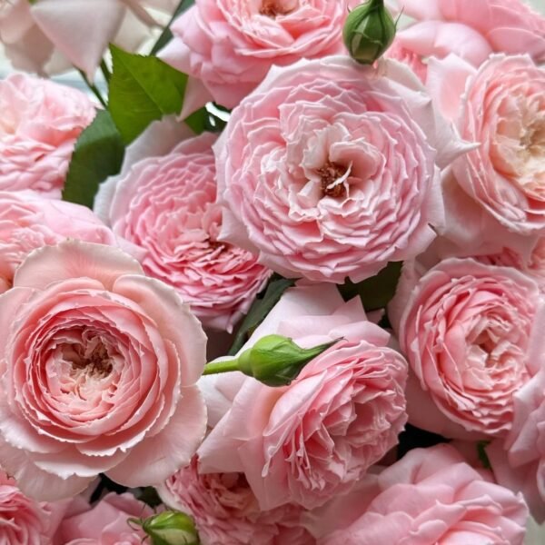 Princess Hitomi Rose