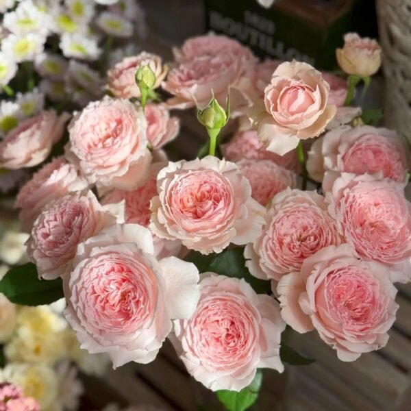 Princess Hitomi Rose