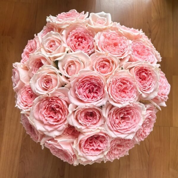 Princess Hitomi Rose