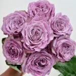 Princess Kaori Rose