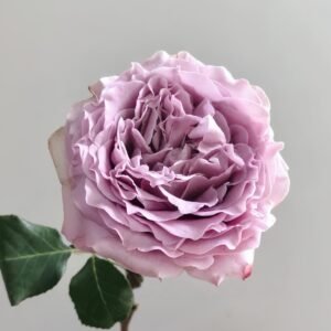 Princess Kaori Rose
