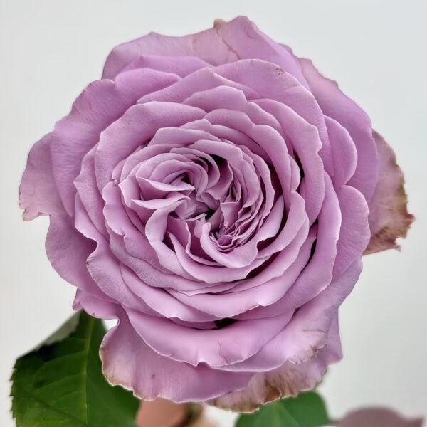 Princess Kaori Rose