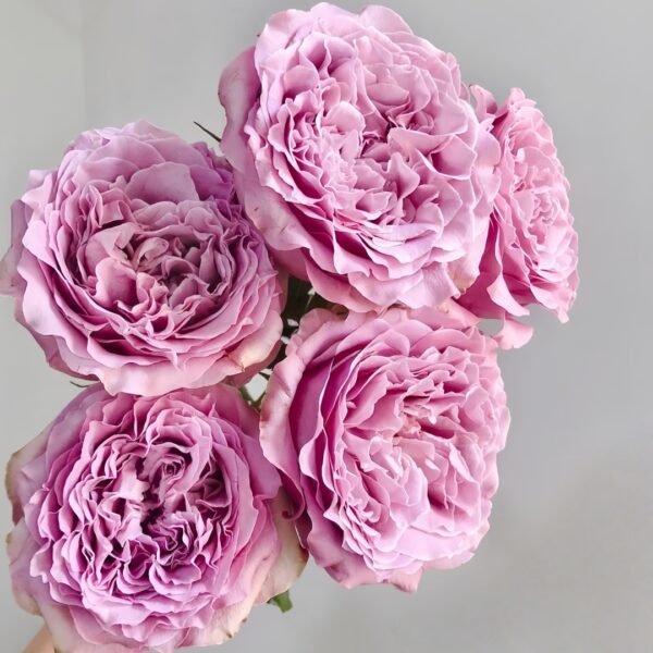 Princess Kaori Rose