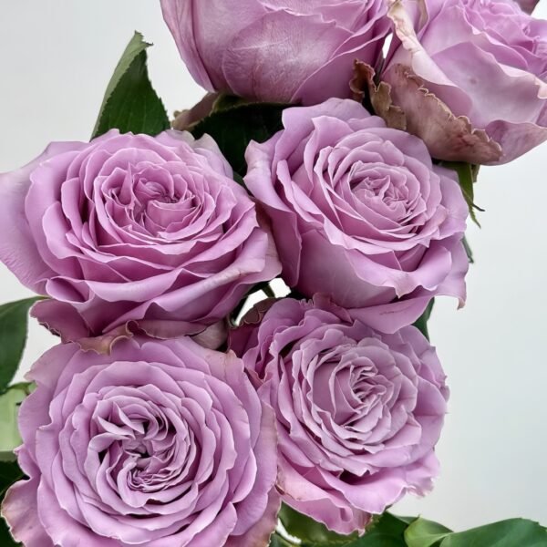 Princess Kaori Rose