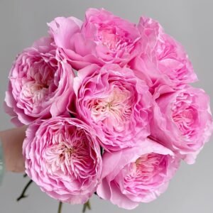 Princess Lace Rose