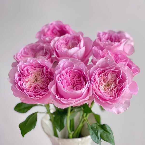 Princess Lace Rose