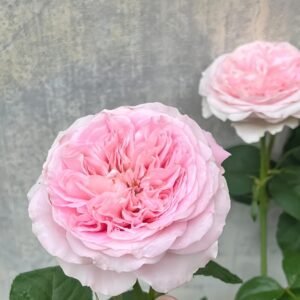 Princess Lace Rose