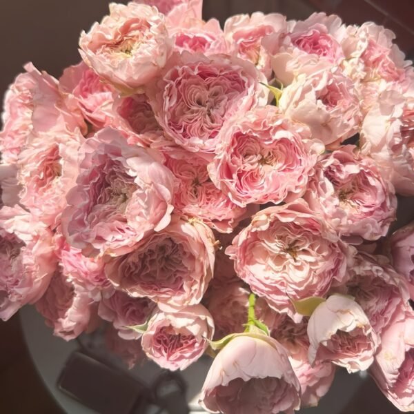 Princess Lace Rose