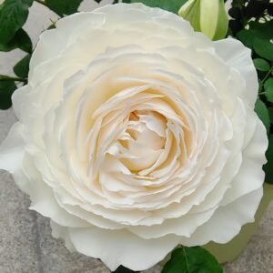 Princess Miyuki Rose