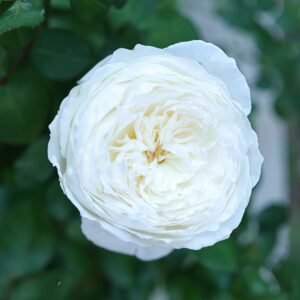 Princess Miyuki Rose