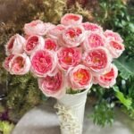 Princess Sakura Rose