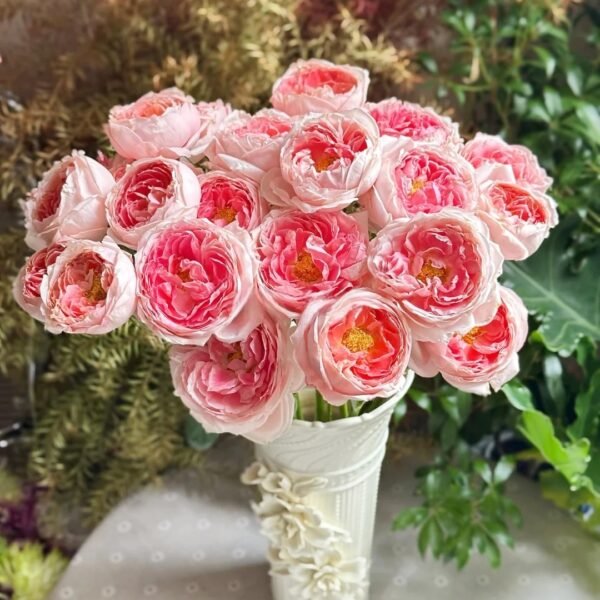 Princess Sakura Rose