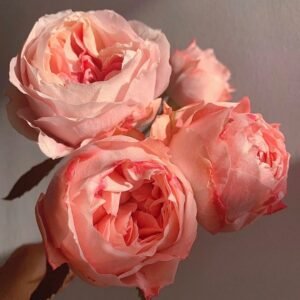 Princess Sakura Rose