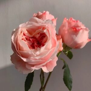 Princess Sakura Rose