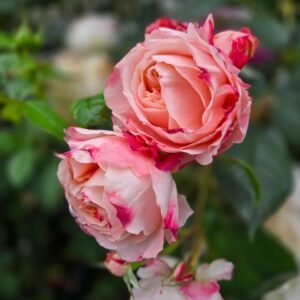 Princess Sakura Rose