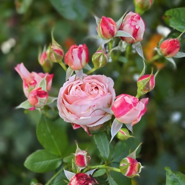 Princess Sakura Rose