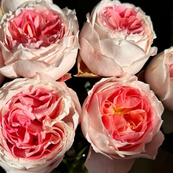 Princess Sakura Rose