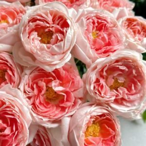 Princess Sakura Rose