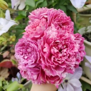 Purple Mist Rose