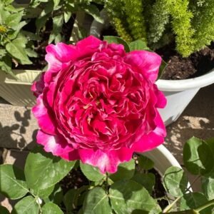 Purple Mist Rose