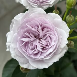 Qise rose