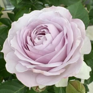 Qise rose