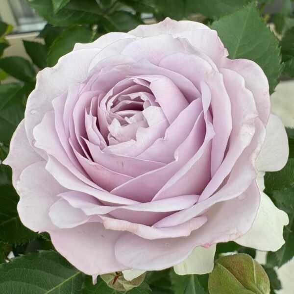 Qise rose