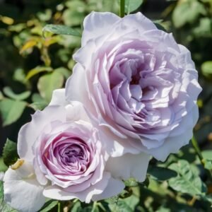 Qise rose