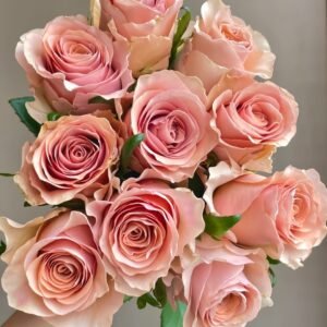 RP Moab Rose Plant | 莫泊 - 图片 10