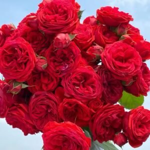 Red Apple Rose