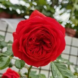 Red Apple Rose