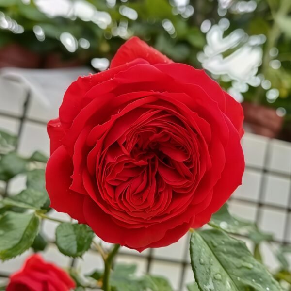 Red Apple Rose