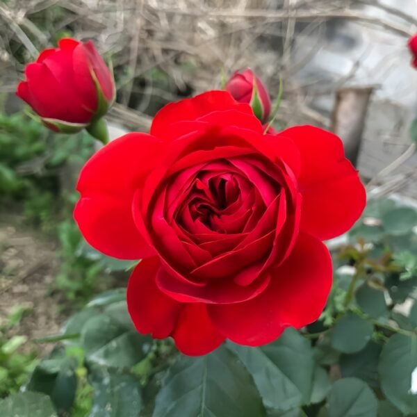 Red Apple Rose
