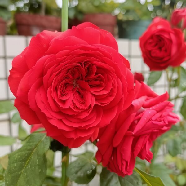 Red Apple Rose
