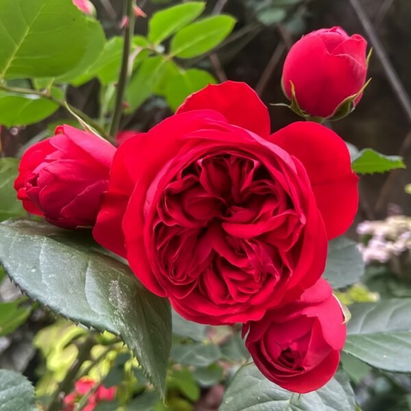 Red Apple Rose