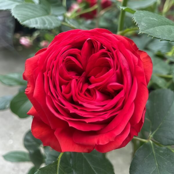 Red Apple Rose