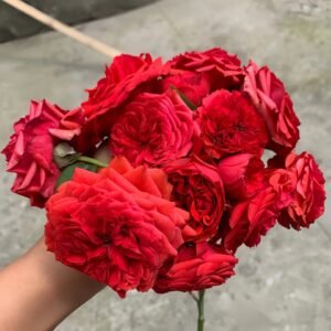 Red Apple Rose