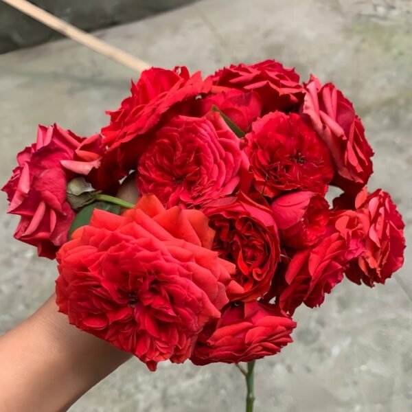 Red Apple Rose