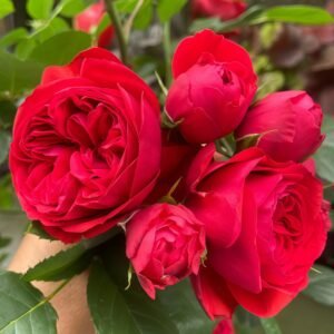 Red Apple Rose