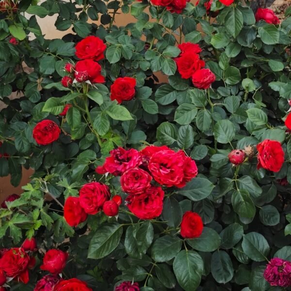 Red Apple Rose
