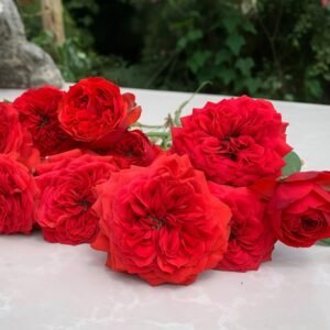 Red Apple Rose