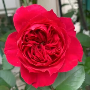 Red Ribbon Ruban Rouge Rose