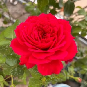 Red Ribbon Ruban Rouge Rose