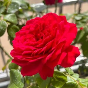 Red Ribbon Ruban Rouge Rose