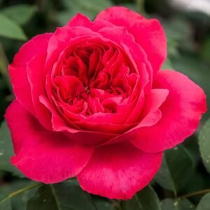 Red Ribbon Ruban Rouge Rose