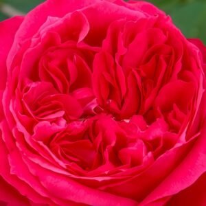 Red Ribbon Ruban Rouge Rose