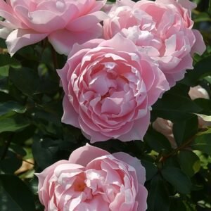 Robe Decollete Rose Plant｜低胸礼服 - 图片 6